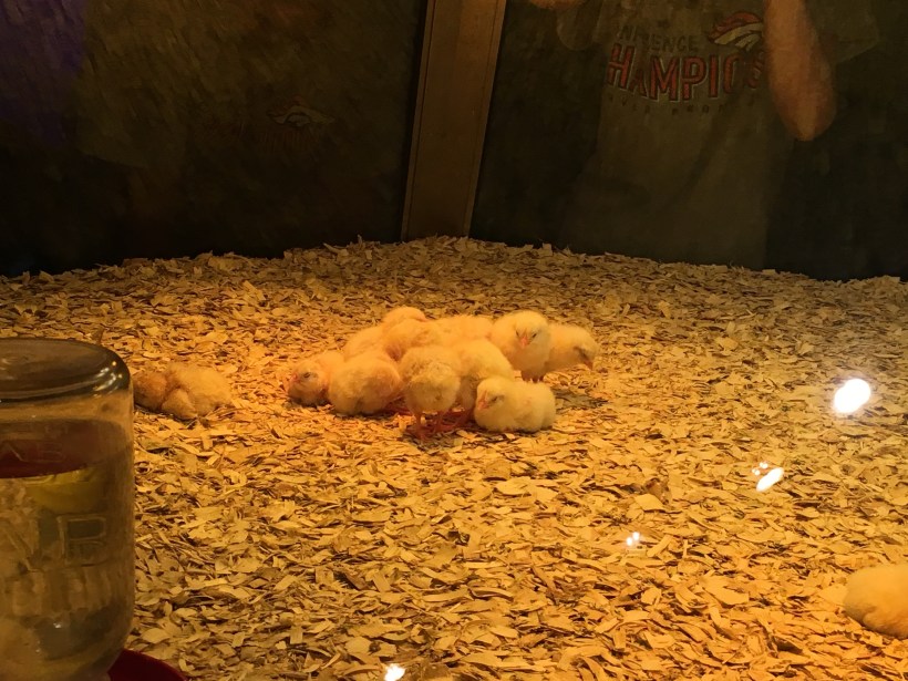 5 Chicks.jpg